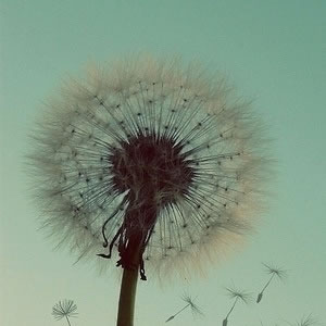 织梦DEDE后台生成没反应 空白的问题 更新不了解决方案